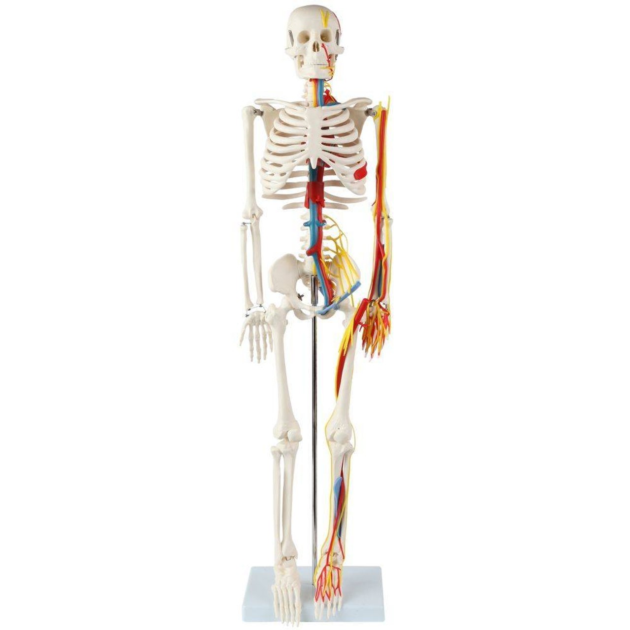 The Anatomy Lab-A-108319 Miniature 35" Skeleton with Nerves, Veins and Arteries, 1/ea