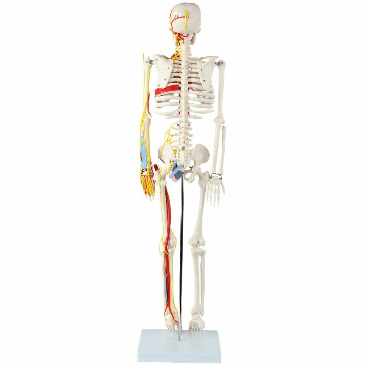 The Anatomy Lab-A-108319 Miniature 35" Skeleton with Nerves, Veins and Arteries, 1/ea