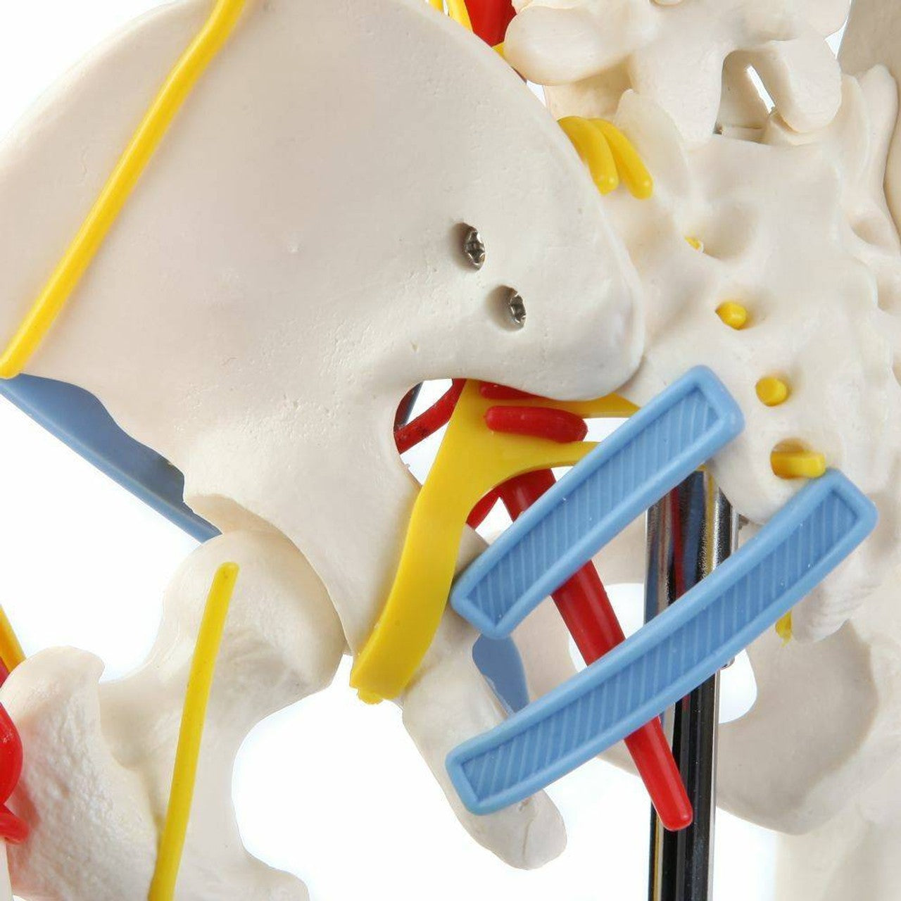 The Anatomy Lab-A-108319 Miniature 35" Skeleton with Nerves, Veins and Arteries, 1/ea