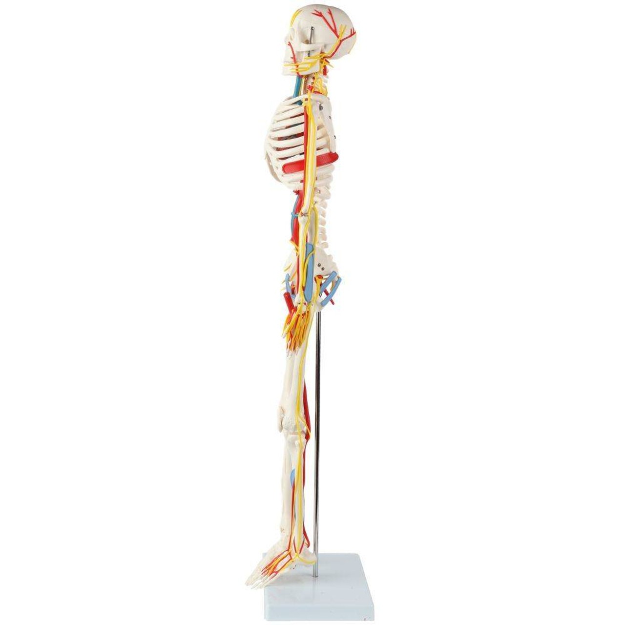 The Anatomy Lab-A-108319 Miniature 35" Skeleton with Nerves, Veins and Arteries, 1/ea