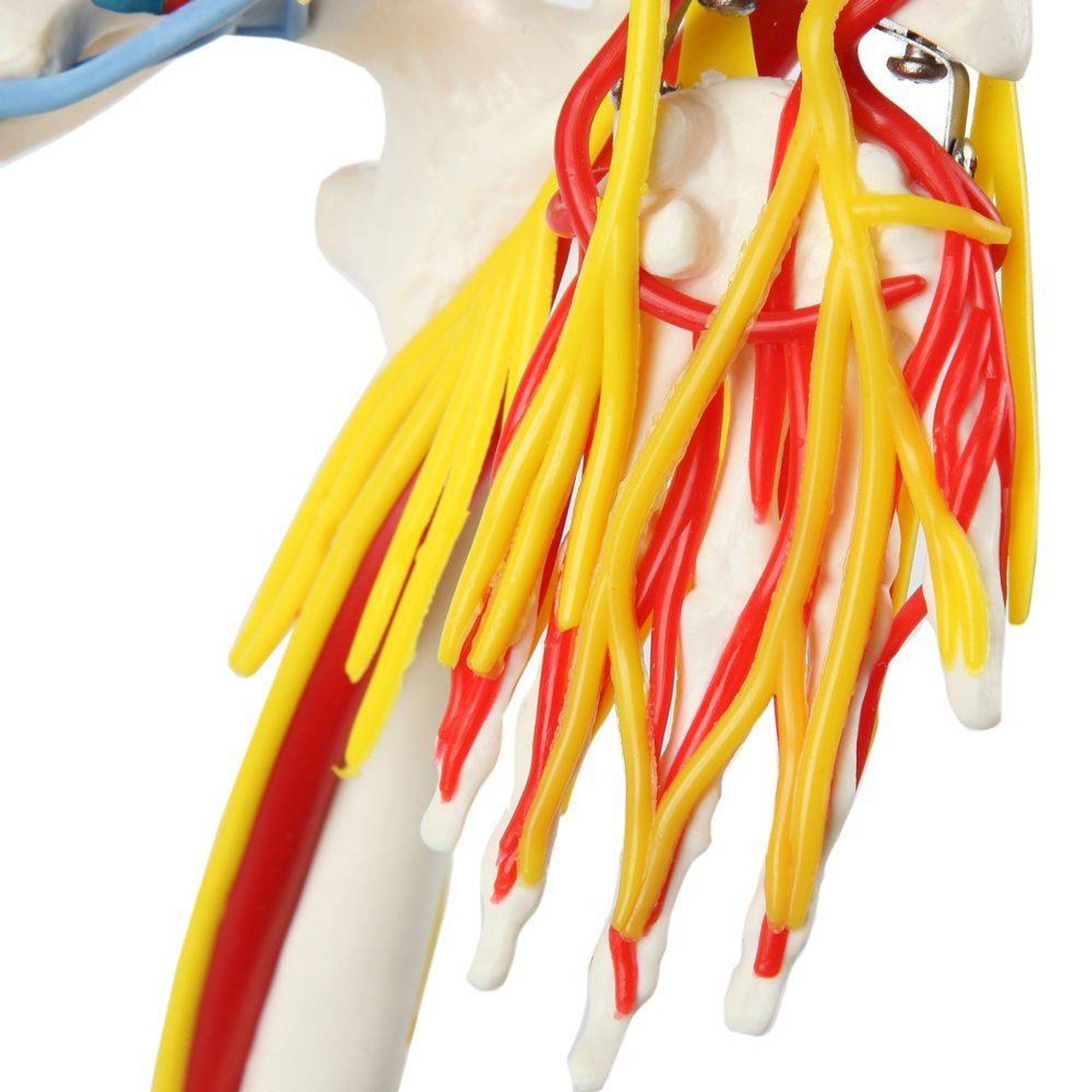 The Anatomy Lab-A-108319 Miniature 35" Skeleton with Nerves, Veins and Arteries, 1/ea