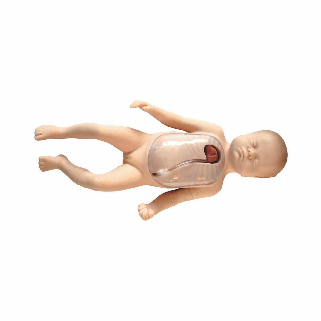 The Anatomy Lab-A-106760 Neonatal Peripheral and Central Vein Intubation Model, 1/ea