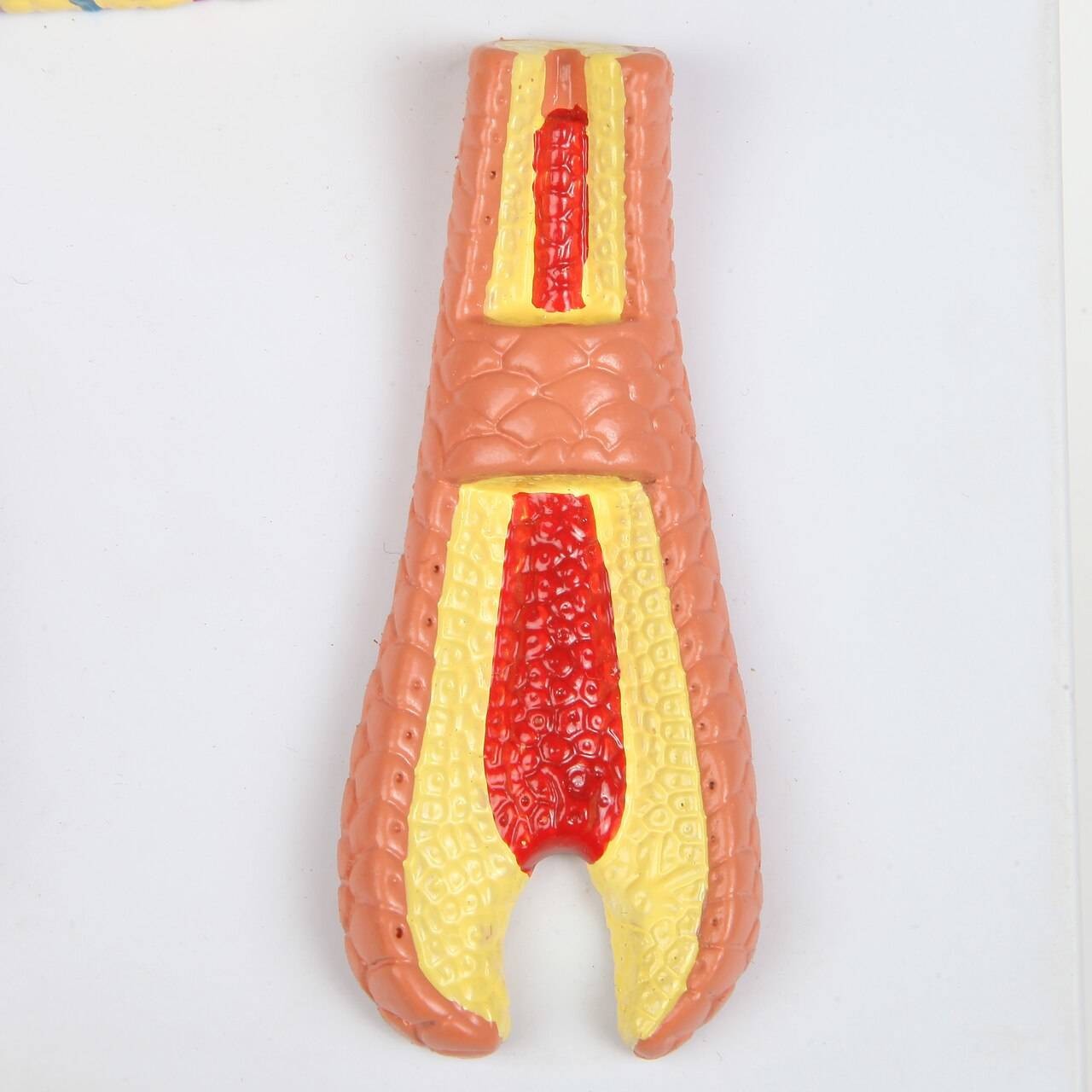 The Anatomy Lab-A-109178 Skin, Nail and Hair Structure Anatomy Model