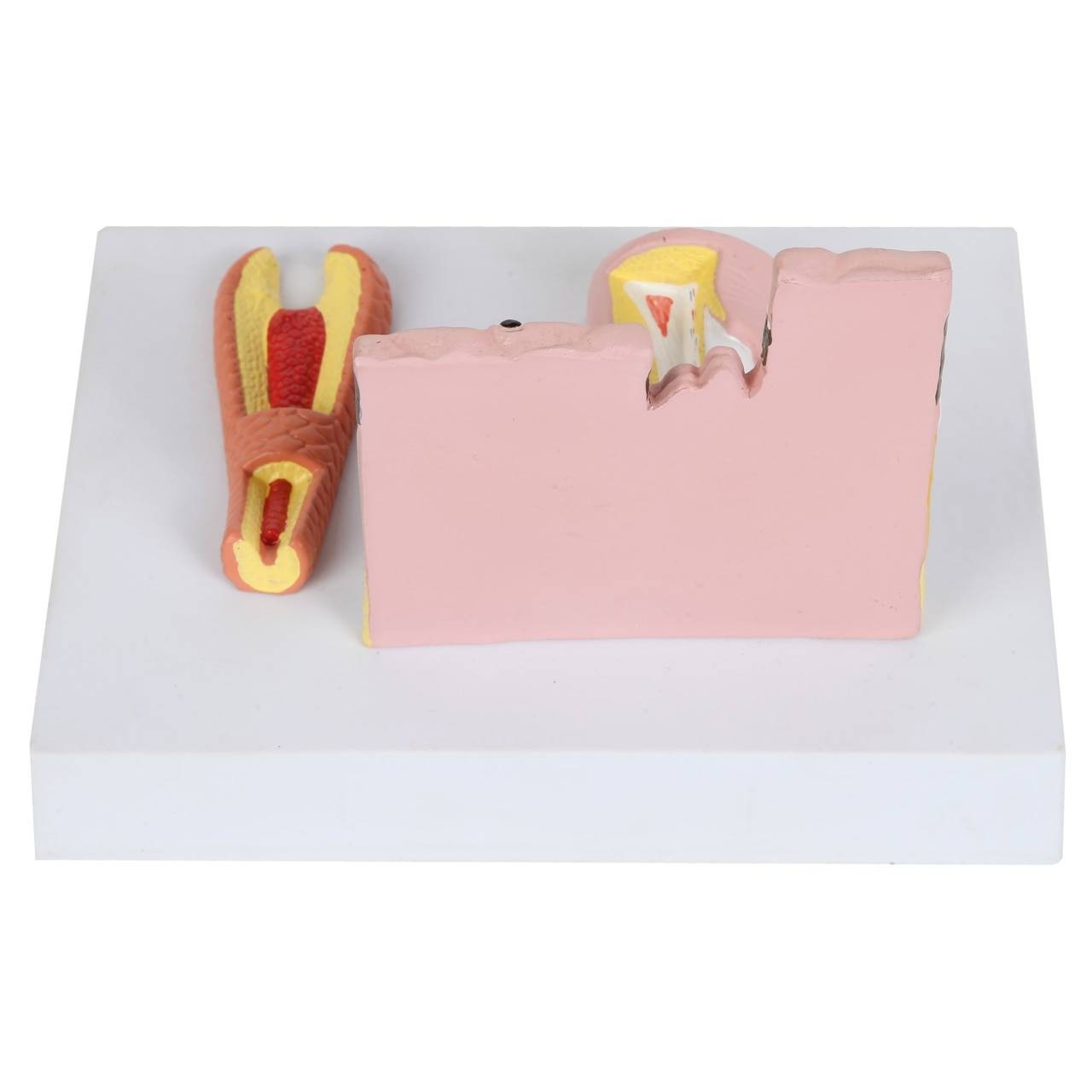 The Anatomy Lab-A-109178 Skin, Nail and Hair Structure Anatomy Model