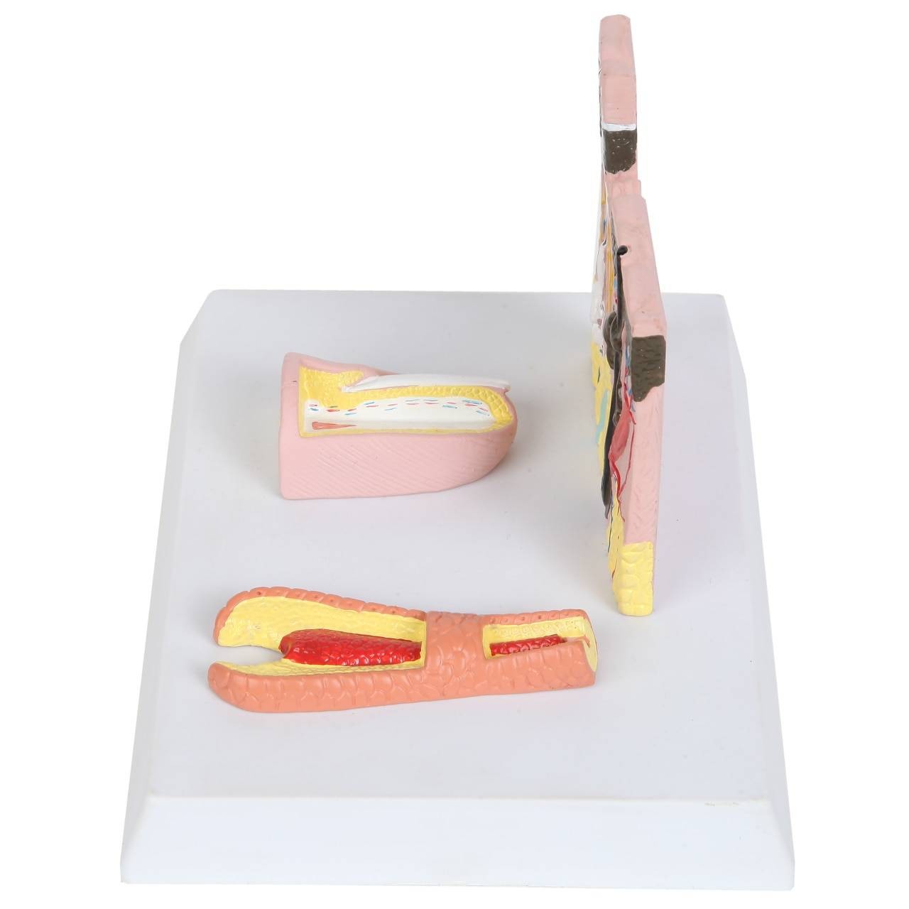 The Anatomy Lab-A-109178 Skin, Nail and Hair Structure Anatomy Model