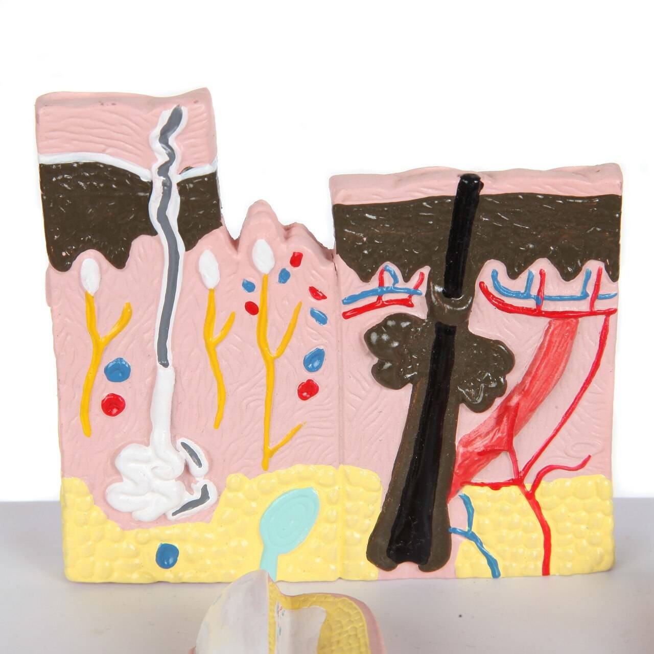 The Anatomy Lab-A-109178 Skin, Nail and Hair Structure Anatomy Model
