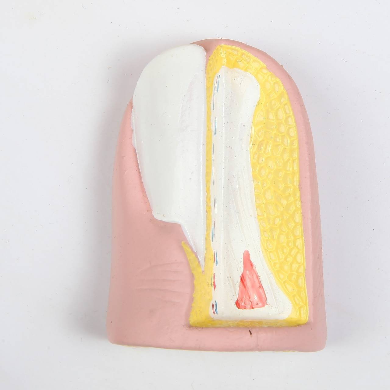 The Anatomy Lab-A-109178 Skin, Nail and Hair Structure Anatomy Model