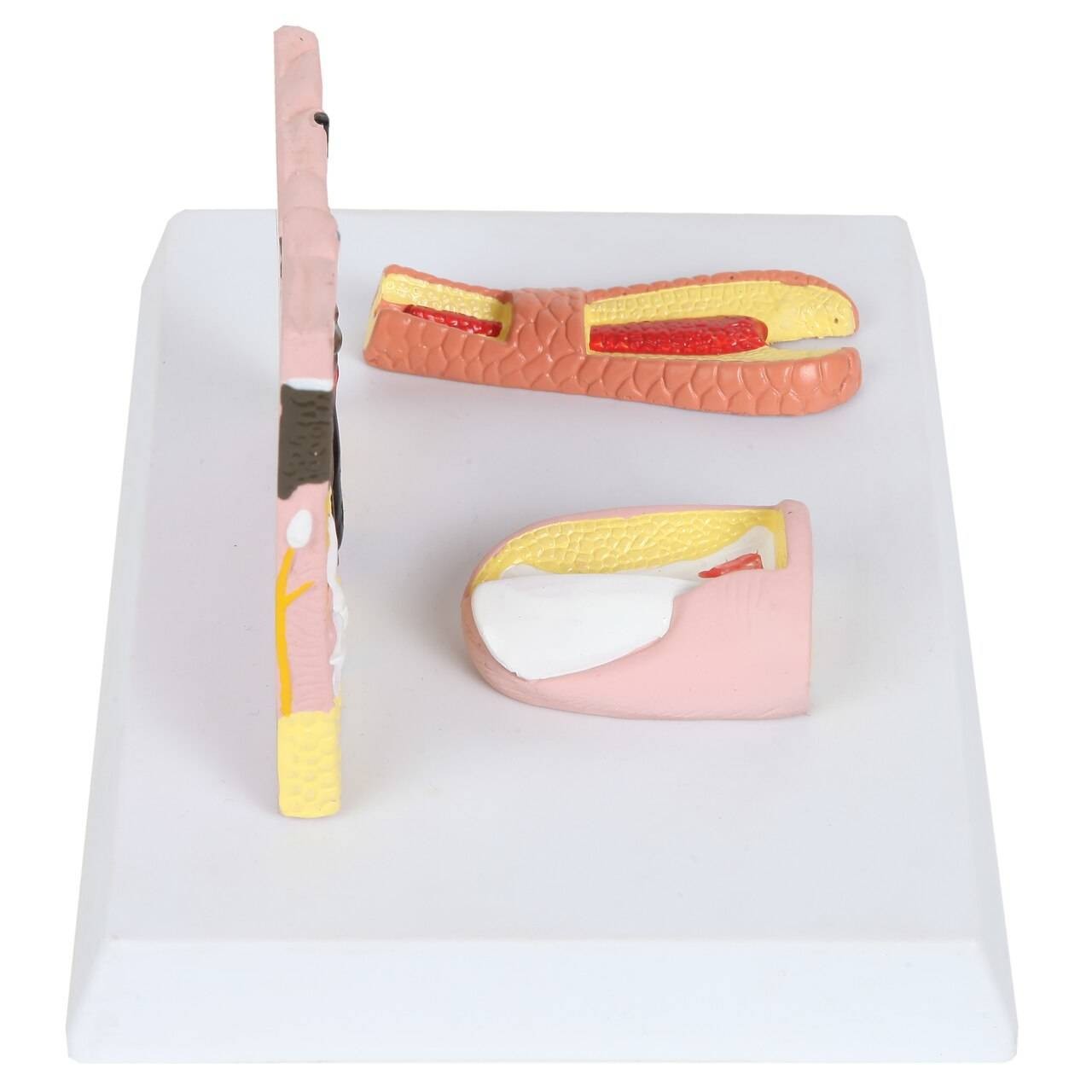 The Anatomy Lab-A-109178 Skin, Nail and Hair Structure Anatomy Model