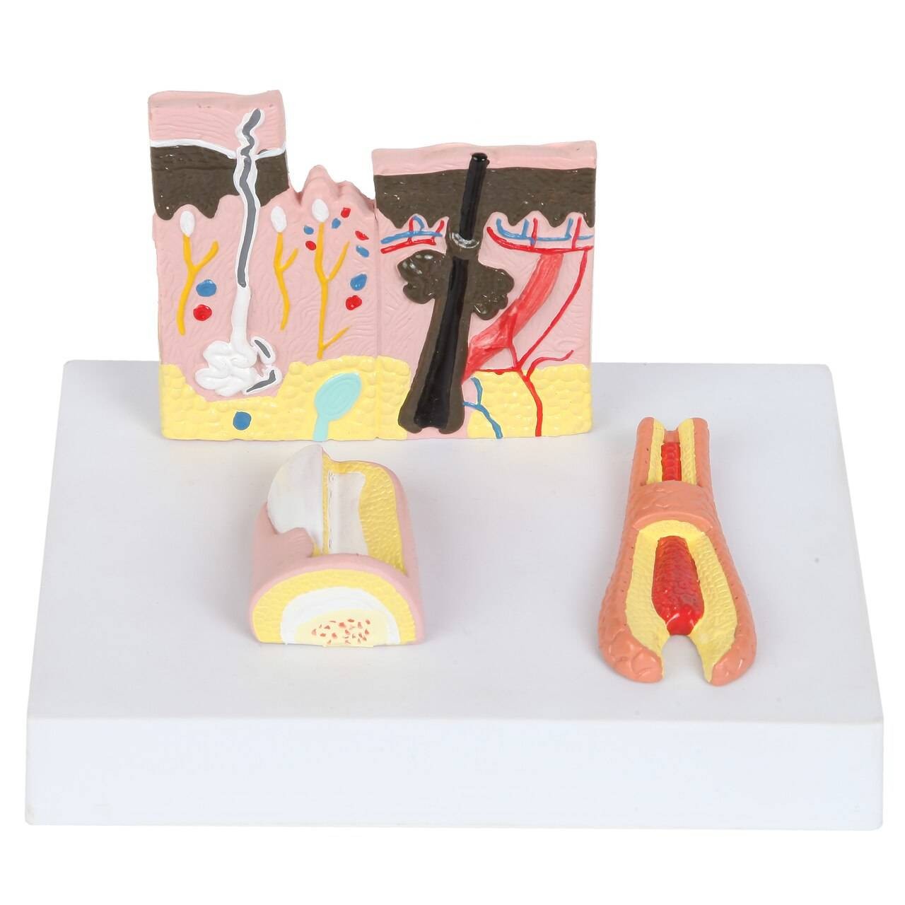The Anatomy Lab-A-109178 Skin, Nail and Hair Structure Anatomy Model