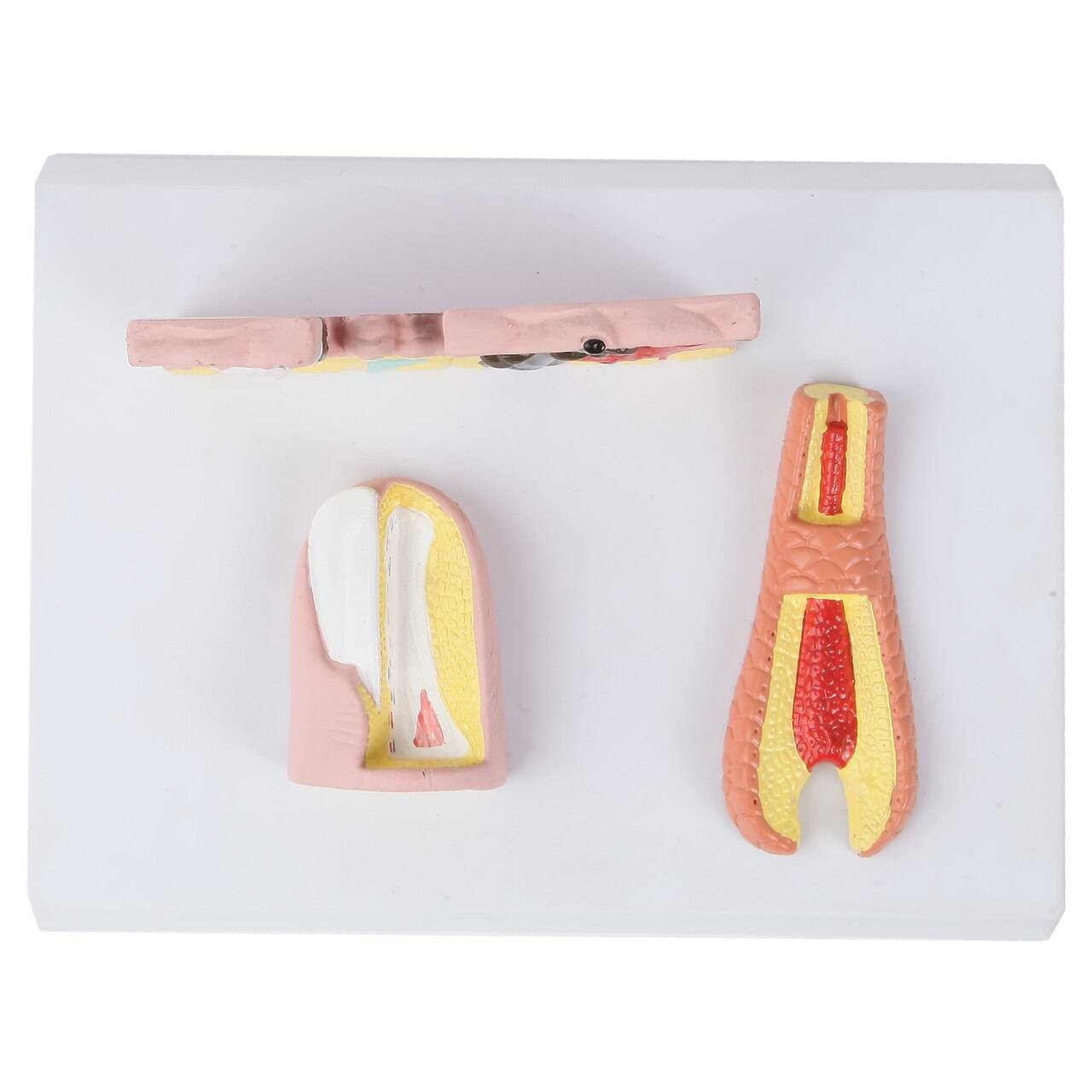 The Anatomy Lab-A-109178 Skin, Nail and Hair Structure Anatomy Model