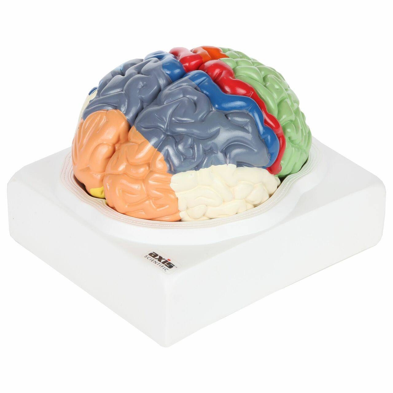 The Anatomy Lab-A-104278 Axis Scientific Life-Size Regional 2-Part Human Brain