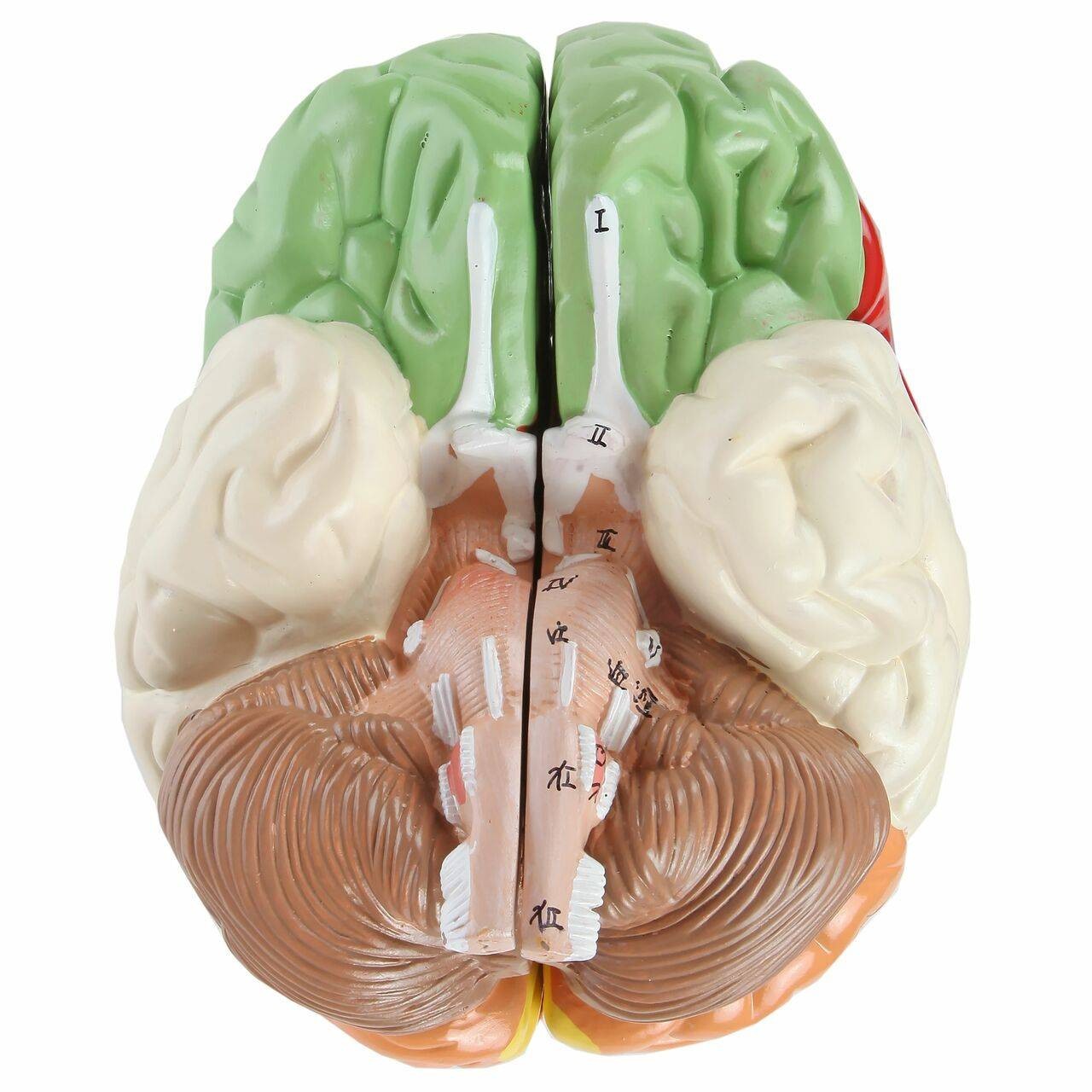 The Anatomy Lab-A-104278 Axis Scientific Life-Size Regional 2-Part Human Brain
