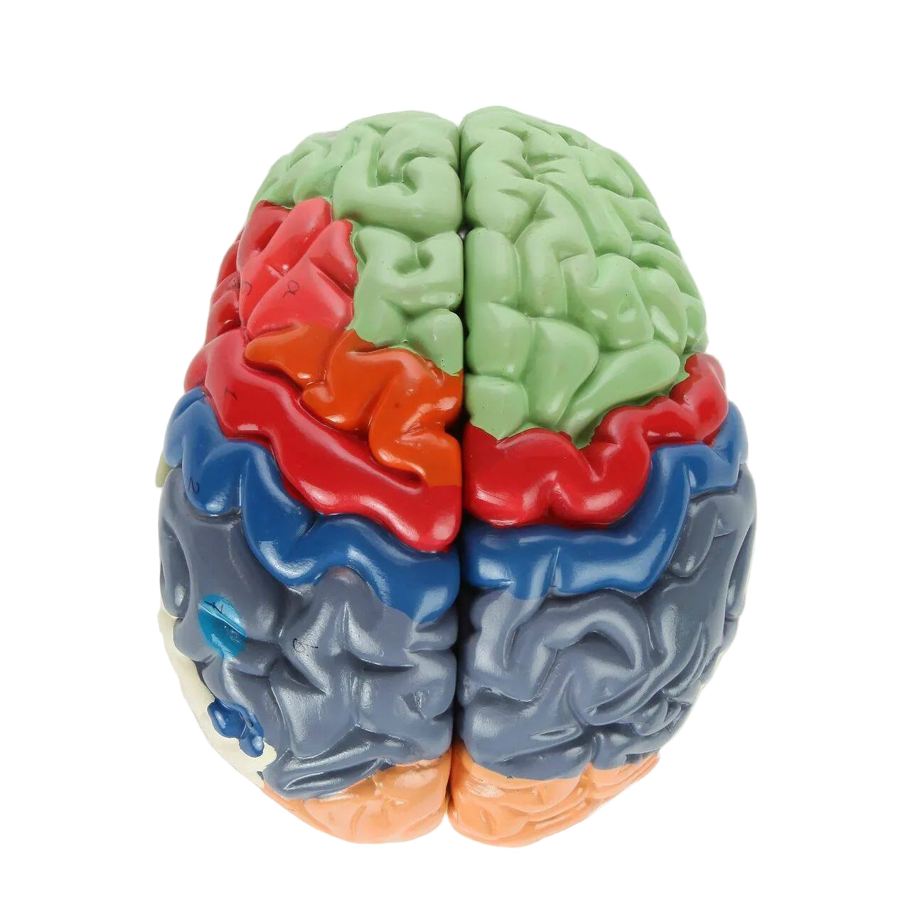 The Anatomy Lab-A-104278 Axis Scientific Life-Size Regional 2-Part Human Brain