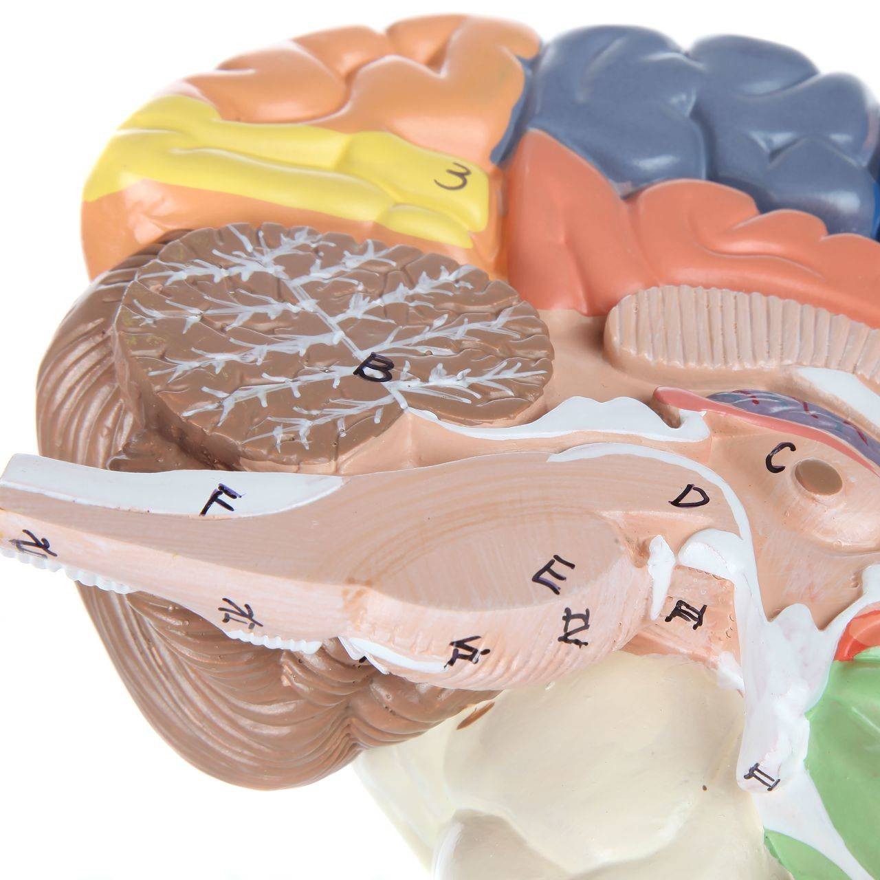 The Anatomy Lab-A-104278 Axis Scientific Life-Size Regional 2-Part Human Brain