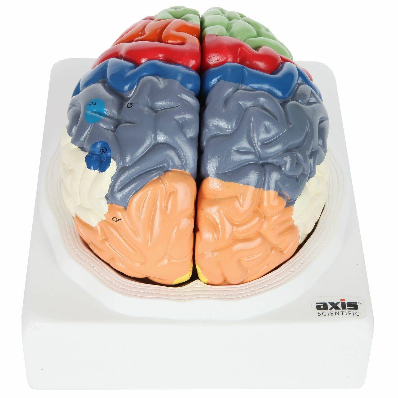The Anatomy Lab-A-104278 Axis Scientific Life-Size Regional 2-Part Human Brain