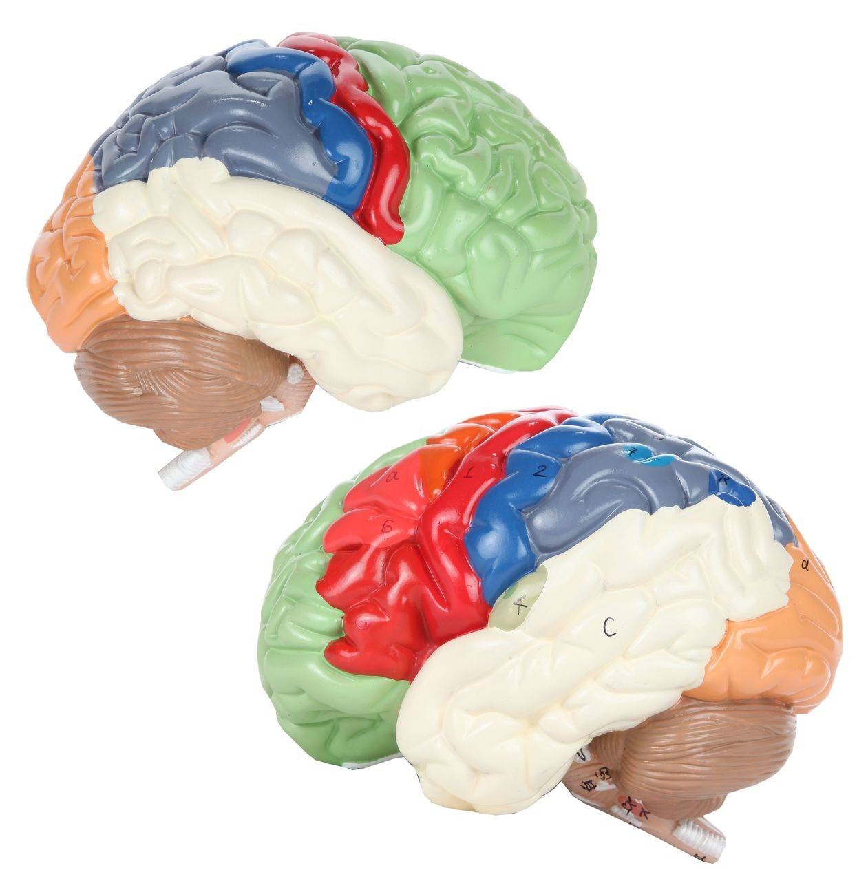 The Anatomy Lab-A-104278 Axis Scientific Life-Size Regional 2-Part Human Brain