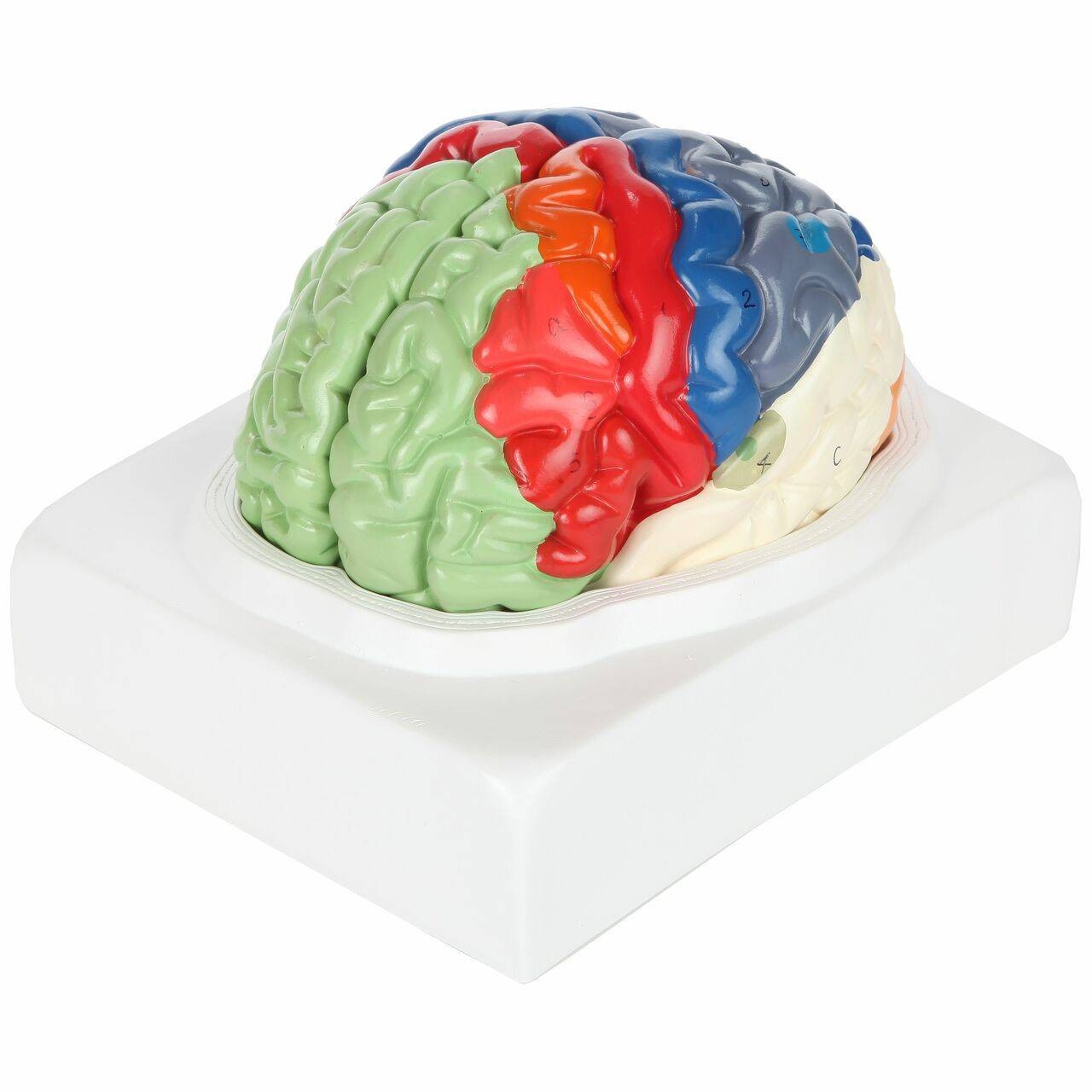 The Anatomy Lab-A-104278 Axis Scientific Life-Size Regional 2-Part Human Brain