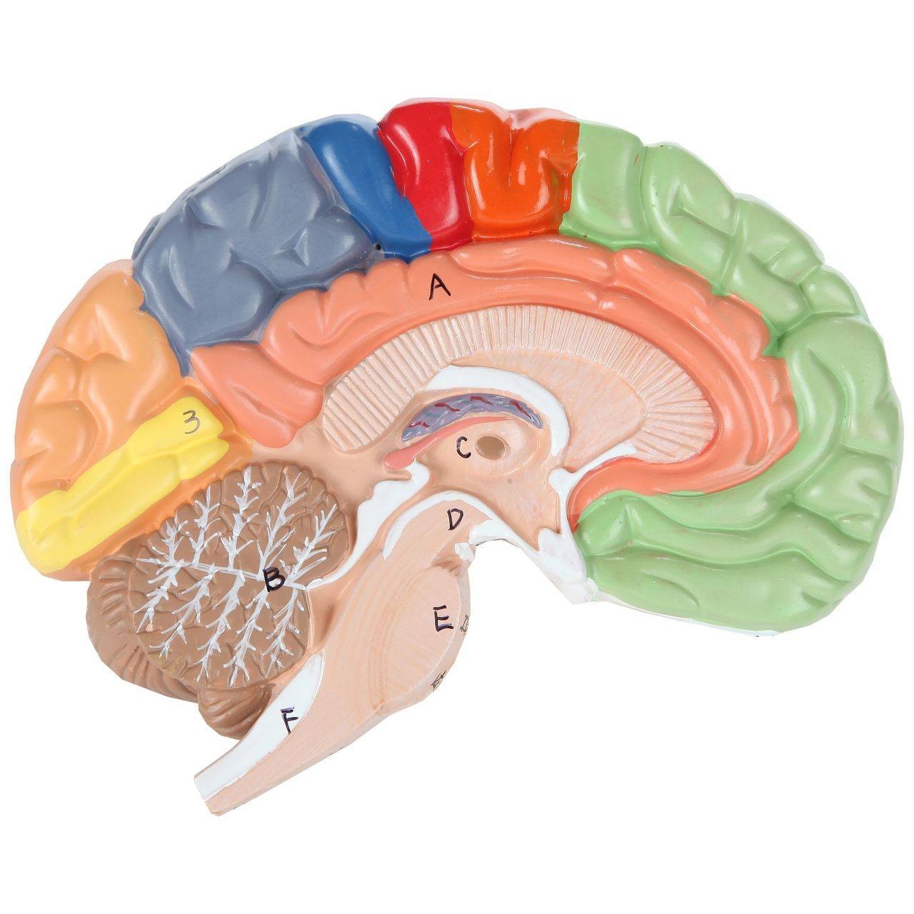 The Anatomy Lab-A-104278 Axis Scientific Life-Size Regional 2-Part Human Brain