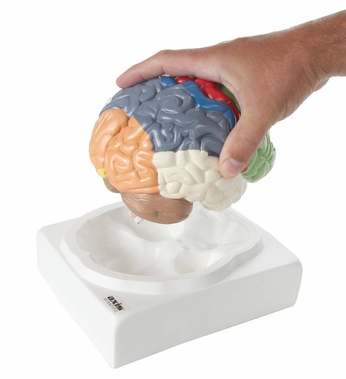 The Anatomy Lab-A-104278 Axis Scientific Life-Size Regional 2-Part Human Brain