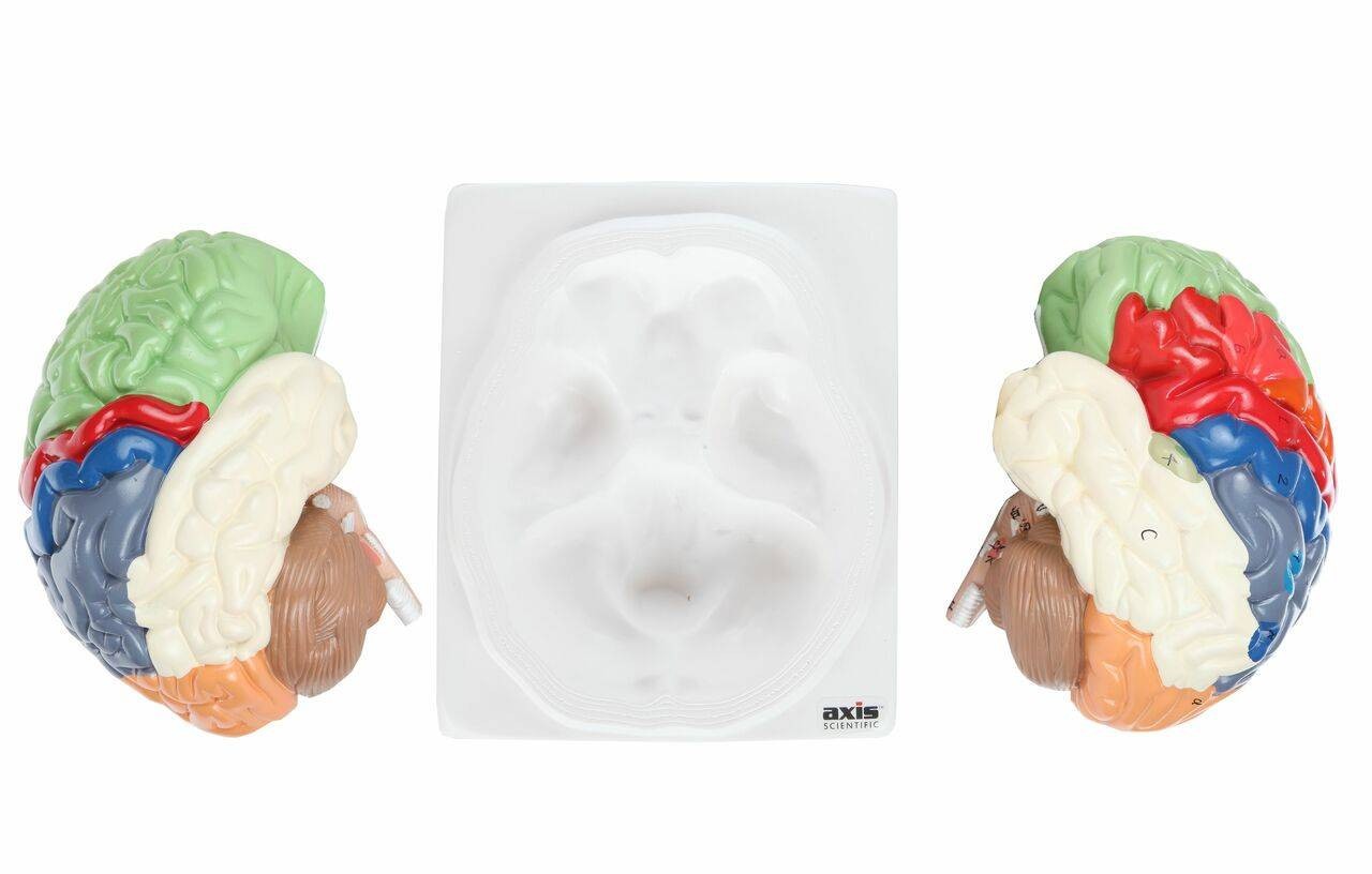 The Anatomy Lab-A-104278 Axis Scientific Life-Size Regional 2-Part Human Brain